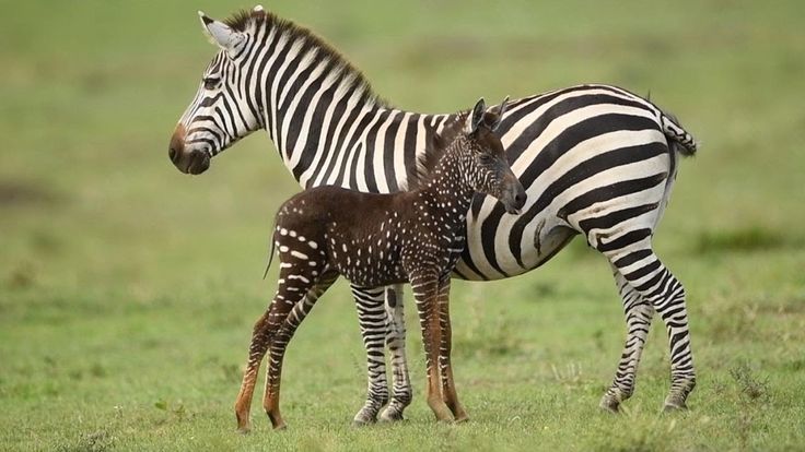 Dotted Zebra